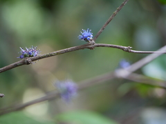 Memecylon talbotianum