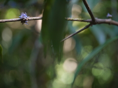 Memecylon talbotianum