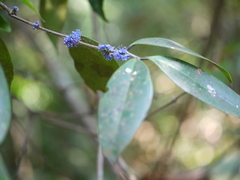 Memecylon talbotianum