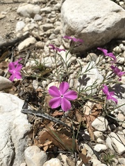Phlox nana