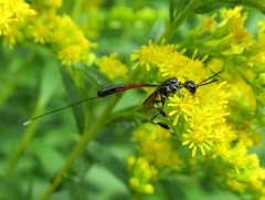 Gasteruption jaculator