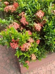 Ixora