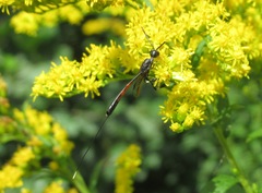 Gasteruption jaculator