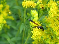 Gasteruption jaculator