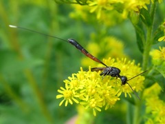 Gasteruption jaculator