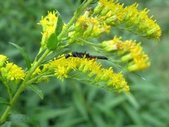 Gasteruption jaculator