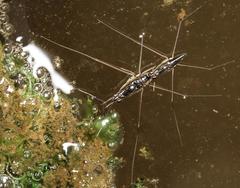 Limnogonus