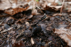Xylaria carpophila