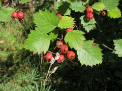 Crataegus submollis