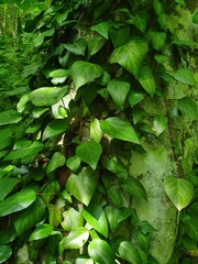 Hedera colchica