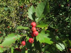 Crataegus submollis