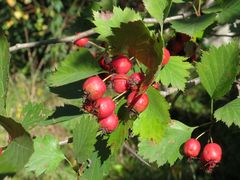Crataegus submollis