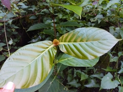 Neonauclea reticulata