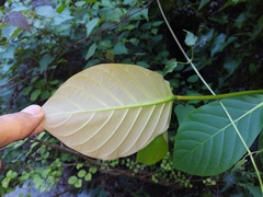 Neonauclea reticulata