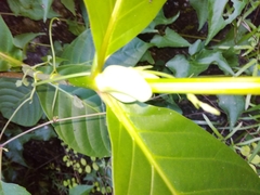 Neonauclea reticulata