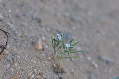 Johnstonella