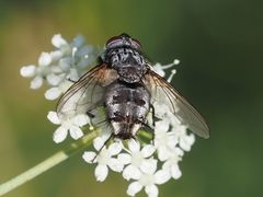 Billaea pectinata