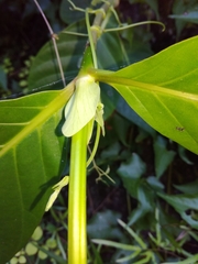 Neonauclea reticulata