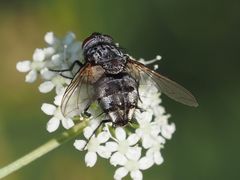 Billaea pectinata