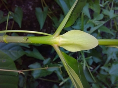 Neonauclea reticulata