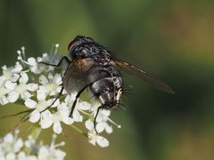 Billaea pectinata