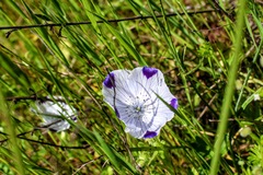 Nemophila maculata