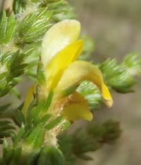 Aspalathus opaca rostriloba