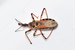 Rhynocoris punctiventris