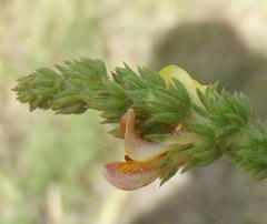 Aspalathus opaca rostriloba