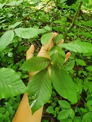Fagus orientalis