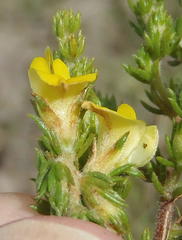 Aspalathus opaca rostriloba