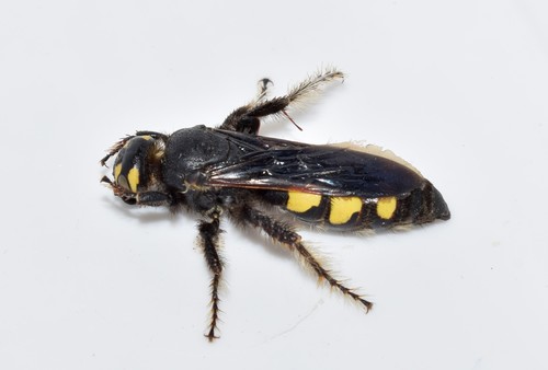 Six-spotted Scoliid Wasp