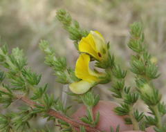 Aspalathus opaca rostriloba