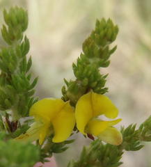 Aspalathus opaca rostriloba