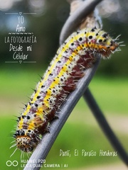 Anartia fatima