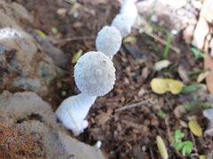 Leucocoprinus