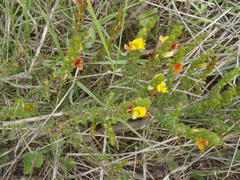 Aspalathus opaca rostriloba