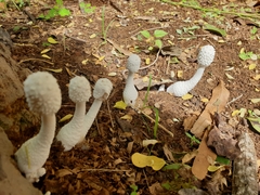 Leucocoprinus