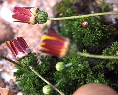 Ursinia dentata