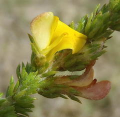 Aspalathus opaca rostriloba