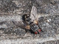 Billaea pectinata