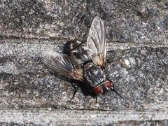 Billaea pectinata