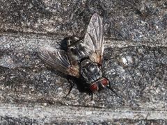 Billaea pectinata