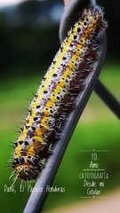 Anartia fatima