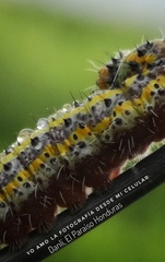 Anartia fatima