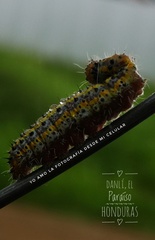Anartia fatima