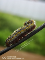 Anartia fatima