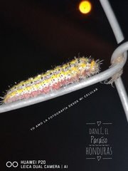 Anartia fatima