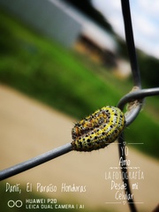Anartia fatima