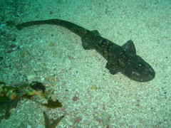 Haploblepharus pictus